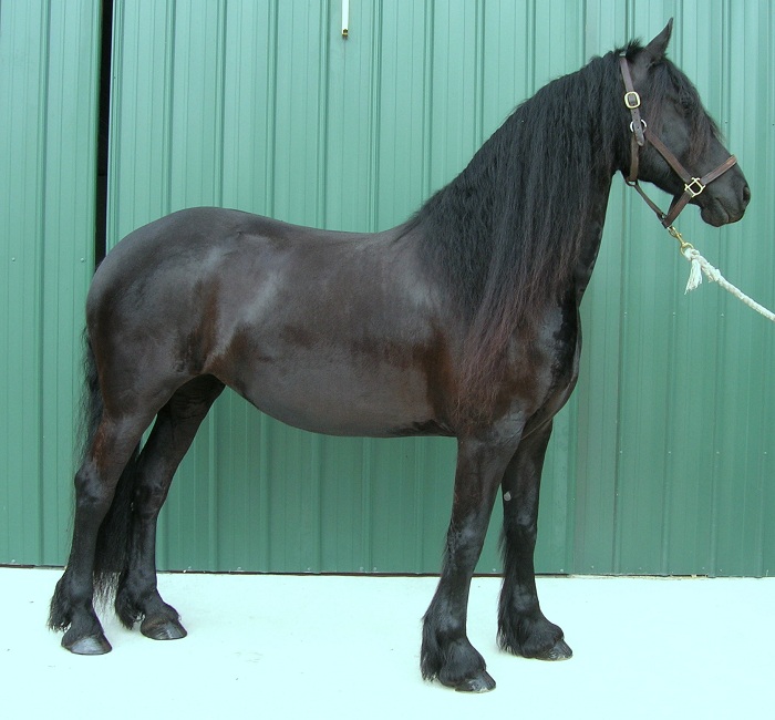 horses for sale NC: Friesian Ster mare Geartsje M.