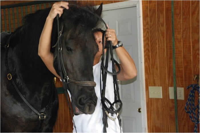 I’ll help you with the bridle if you just hold it steady