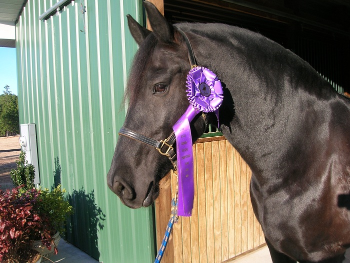 Jeanette van Mill and Z-Boy 7th place at Regional Championships in Virginia 2011